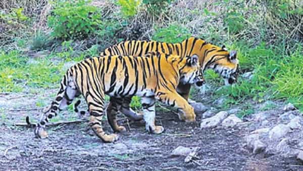 Tiger Eating Grass: గడ్డి తింటున్న పులులు.. కెమెరాకు చిక్కిన అరుదైన దృశ్యం.. క్రూరమృగాలు ఎందుకు గడ్డితింటాయంటే..!