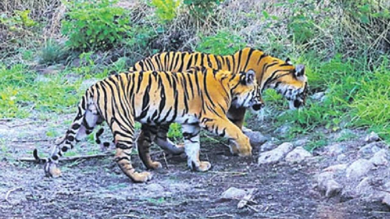 Tiger Eating Grass: గడ్డి తింటున్న పులులు.. కెమెరాకు చిక్కిన అరుదైన దృశ్యం.. క్రూరమృగాలు ఎందుకు గడ్డితింటాయంటే..!