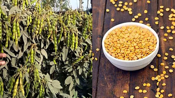 Pulses Rate: దేశంలో తగ్గిన కందిపప్పు ఉత్పత్తి.. కొండెక్కుతున్న ధర.. సామాన్యులు లబోదిబో..