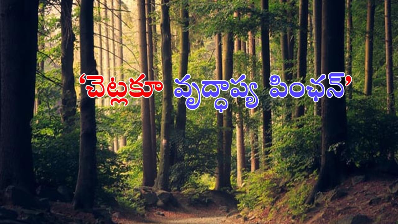 ఇకపై చెట్లకు కూడా పింఛన్‌..! ఏడాదికి రూ.2500 ఇవ్వనున్న సర్కార్