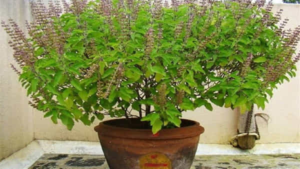 Tulasi Puja Tips: తులసి మొక్కను ఏ దిశలో నాటాలి.. ఎప్పుడు నీరు పోయాలి.. ఎప్పుడు ఆకులు తెంపాలో తెలుసుకోండి..