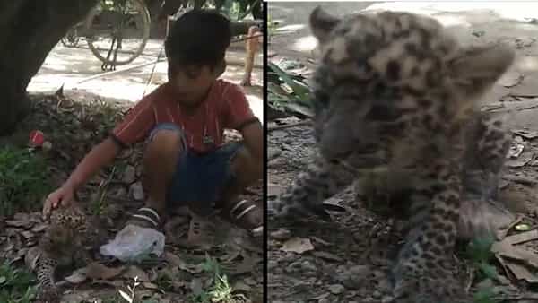 Viral Video: చిరుత కూనతో చిన్నారి ఆటలు.. అరే బాబూ.. అది పిల్లిపిల్ల కాదురా అంటున్న నెటిజన్లు