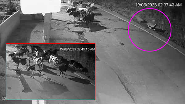 Viral Video: ఐకమత్యమే మహాబలం.. పెద్దపులికి సుస్సు పోయించిన ఆవుల మంద.. చూస్తే ఫిదా అవ్వాల్సిందే..