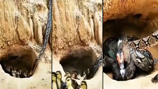 Viral Video: అమ్మప్రేమ అంటే ఇదే.. కొండచిలువ నుంచి పిల్లల్ని కాపాడి.. ప్రాణాలు పోగొట్టుకున్న బాతు.. వీడియో వైరల్..