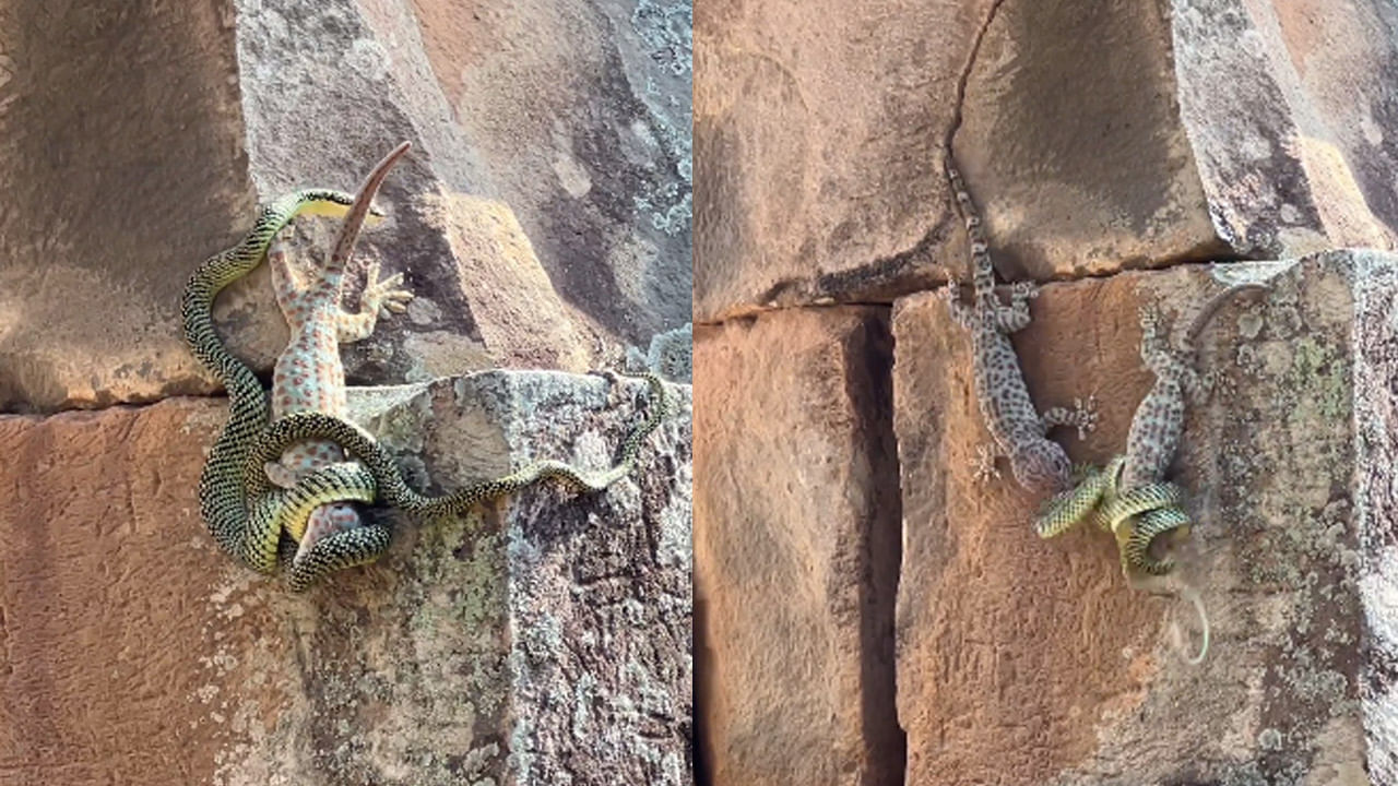 Viral Video: స్నేహం అంటే ఇదేరా.. బల్లిని పట్టుకున్న పాము.. స్నేహితుడి కోసం ప్రాణాలు తెగించి పోరాడిన మరో బల్లి..