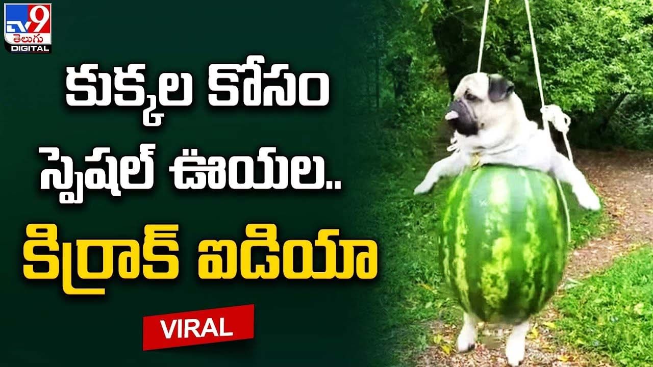 కుక్కల కోసం స్పెషల్‌ ఊయల.. కిర్రాక్‌ ఐడియా..