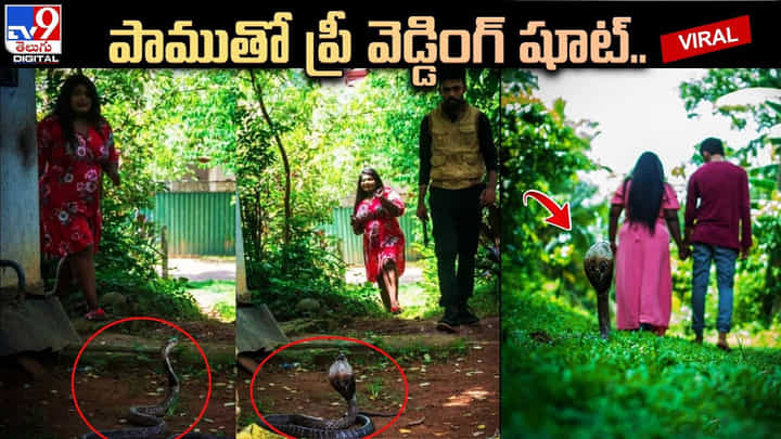 నాగుపాముతో ప్రీ వెడ్డింగ్ షూట్.. పిచ్చి ముదిరిందనడానికి నిదర్శనం అంటున్న నెటిజనం నాగుపాముతో ప్రీ వెడ్డింగ్ షూట్.. పిచ్చి ముదిరిందనడానికి నిదర్శనం అంటున్న నెటిజనం