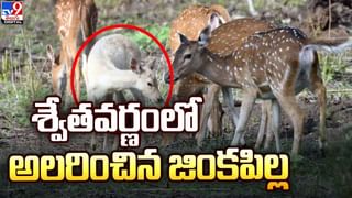 Photo Viral:  పానీపూరీలో సరికొత్త ఆవిష్కరణ.. నాన్ వెజ్ పానీపూరీని అందిస్తున్న బెంగాల్ స్ట్రీట్ ఫుడ్ వ్యాపారీ..