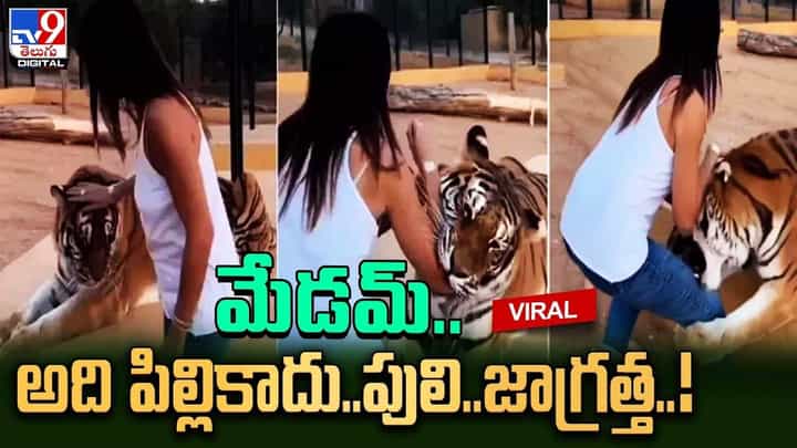 మేడమ్.. అది పిల్లికాదు.. పులి.. జాగ్రత్త మేడమ్.. అది పిల్లికాదు.. పులి.. జాగ్రత్త