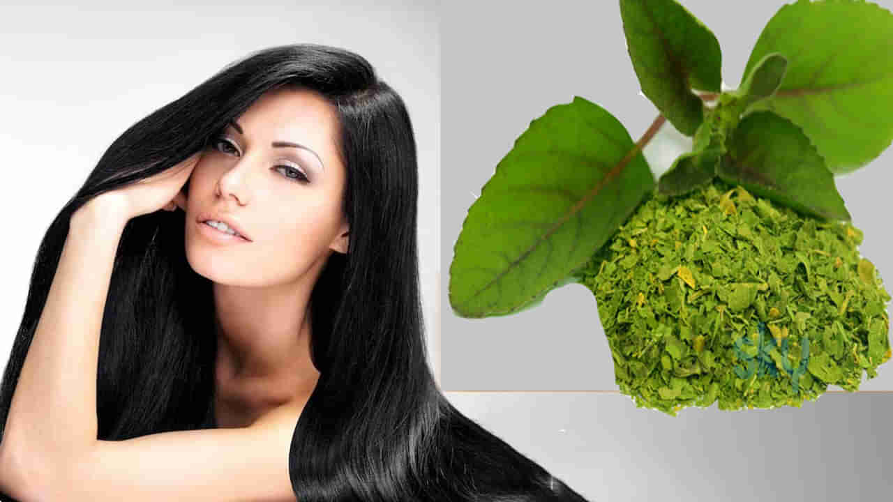 Tulsi For Hair Health: మృదువైన జుట్టు కోసం తులసి ఉపయోగాలు.. ఇలా వాడితే అద్భుతం చూస్తారు..!