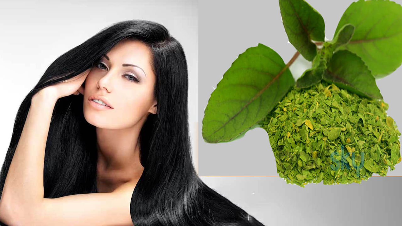 Tulsi For Hair Health: మృదువైన జుట్టు కోసం తులసి ఉపయోగాలు.. ఇలా వాడితే అద్భుతం చూస్తారు..!