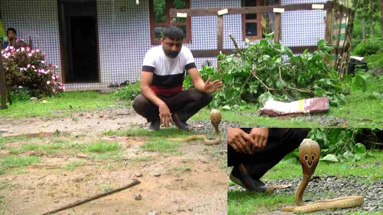 భయం లేకుండా విషసర్పాలను చేతిలో పట్టుకుంటున్నాడు ఆరేళ్ల బాలుడు. అయితే ప్రస్తుతం చిన్నవాడు కనుక రక్షణ కోసం తండ్రితో కలిసి పాములు పట్టుకున్న బాలుడు.. ఇలా పాములను పట్టుకుని ఫొటో దిగుతున్నాడు బాలుడు. ఉత్తర కన్నడ జిల్లా శిర్సీ నగర్‌లో ఈ దృశ్యం కనిపించింది. 
