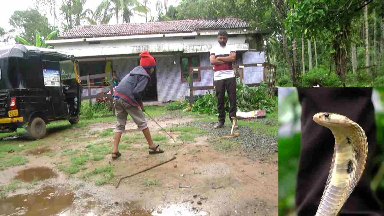 ఎంత ధైర్యం ఉన్న వ్యక్తికైనా సరే ఎక్కడైనా పాము కనిపిస్తే ఒక్క క్షణమైనా భయపడతాడు. అలాంటి సందర్భంలో ఆరేళ్ల బాలుడు విరాజ్ హులేకల్ (6) ఎలాంటి భయం లేకుండా పామును పట్టుకున్నాడు. వారం రోజుల క్రితం షిర్సీ సమీపంలోని జడ్డిగడ్డె గ్రామంలో కళింగ పామును పట్టుకుని అందరినీ షాక్ కి గురి చేశాడు. దీంతో ఆ వీడియో వైరల్గా మారింది.