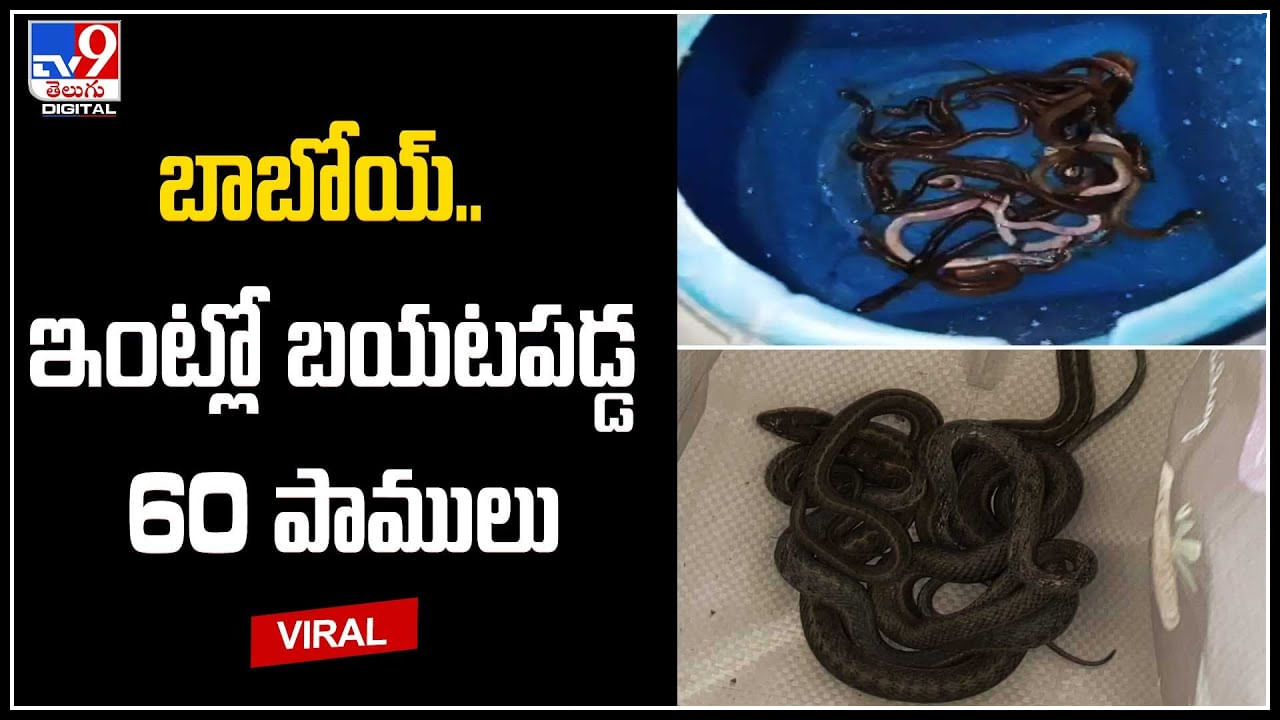 60 Snakes: బాబోయ్‌.. ఓ ఇంట్లో ఒకేసారి బయటపడ్డ 60 పాములు.. దిమ్మతిరిగిపోయే వీడియో.