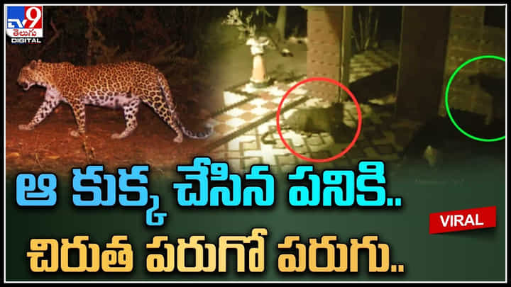 Cheetah vs Dog: ఆ కుక్క చేసిన పనికి చిరుత పరుగో పరుగు.. సీసీ కెమెరా వీడియో వైరల్. Cheetah vs Dog: ఆ కుక్క చేసిన పనికి చిరుత పరుగో పరుగు.. సీసీ కెమెరా వీడియో వైరల్.