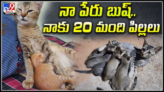 Mysterious Video: ఆకాశంలో కనిపించిన ‘స్వర్గానికి ప్రవేశ ద్వారం’.. అంతుచిక్కని మిస్టరీగా వింత ఆకారం