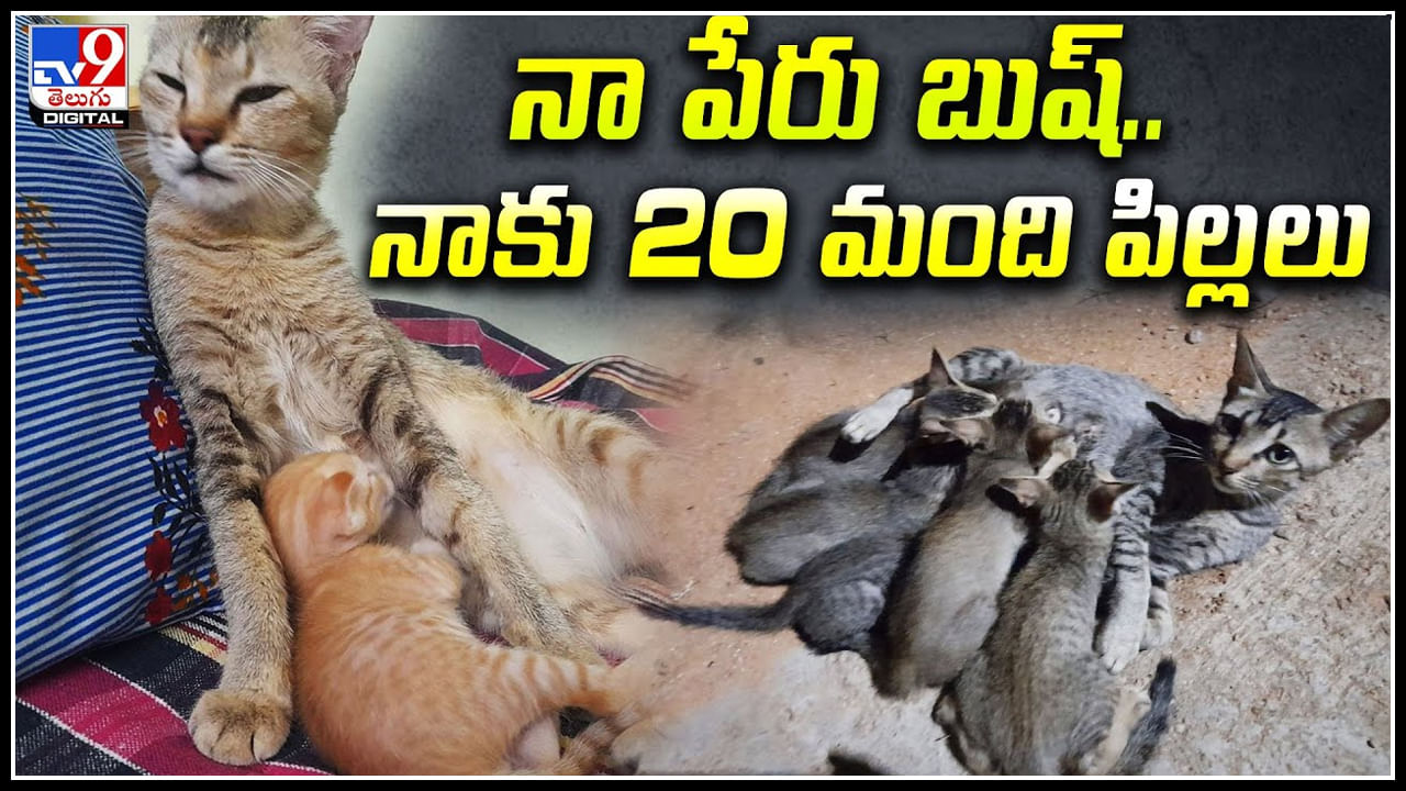 Cat Pets: ఒకటి కాదు రెండు కాదు ఏకంగా 20 పిల్లులను పెంచుతున్న దంపతులు..