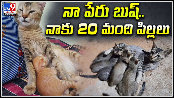 Cat Pets: ఒకటి కాదు రెండు కాదు ఏకంగా 20 పిల్లులను పెంచుతున్న దంపతులు.. Cat Pets: ఒకటి కాదు రెండు కాదు ఏకంగా 20 పిల్లులను పెంచుతున్న దంపతులు..