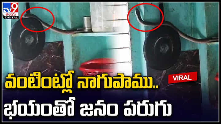 Snake: వంటిట్లో బుసలు కొడుతూ నాగుపాము ఎంత దర్జాగా తిరుగుతుందో చూడండి.. Snake: వంటిట్లో బుసలు కొడుతూ నాగుపాము ఎంత దర్జాగా తిరుగుతుందో చూడండి..