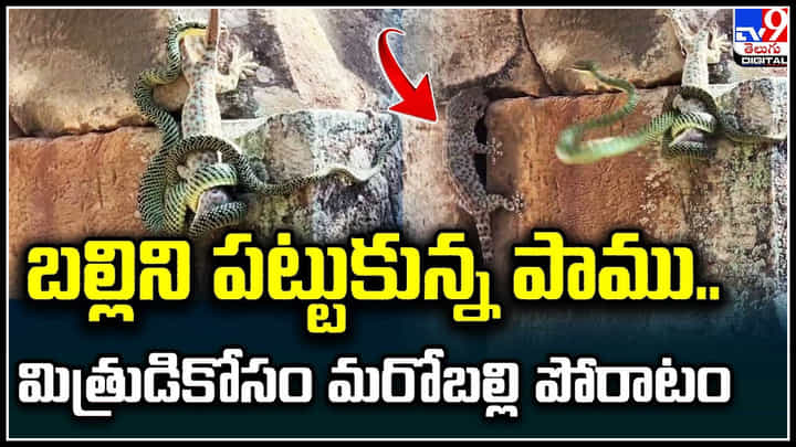 Snake - Lizard: బల్లిని చంపబోయిన పాముతో మరో బల్లి పోరాటం.. బల్లి స్నేహధర్మానికి నెటిజన్లు ఫిదా. Snake - Lizard: బల్లిని చంపబోయిన పాముతో మరో బల్లి పోరాటం.. బల్లి స్నేహధర్మానికి నెటిజన్లు ఫిదా.