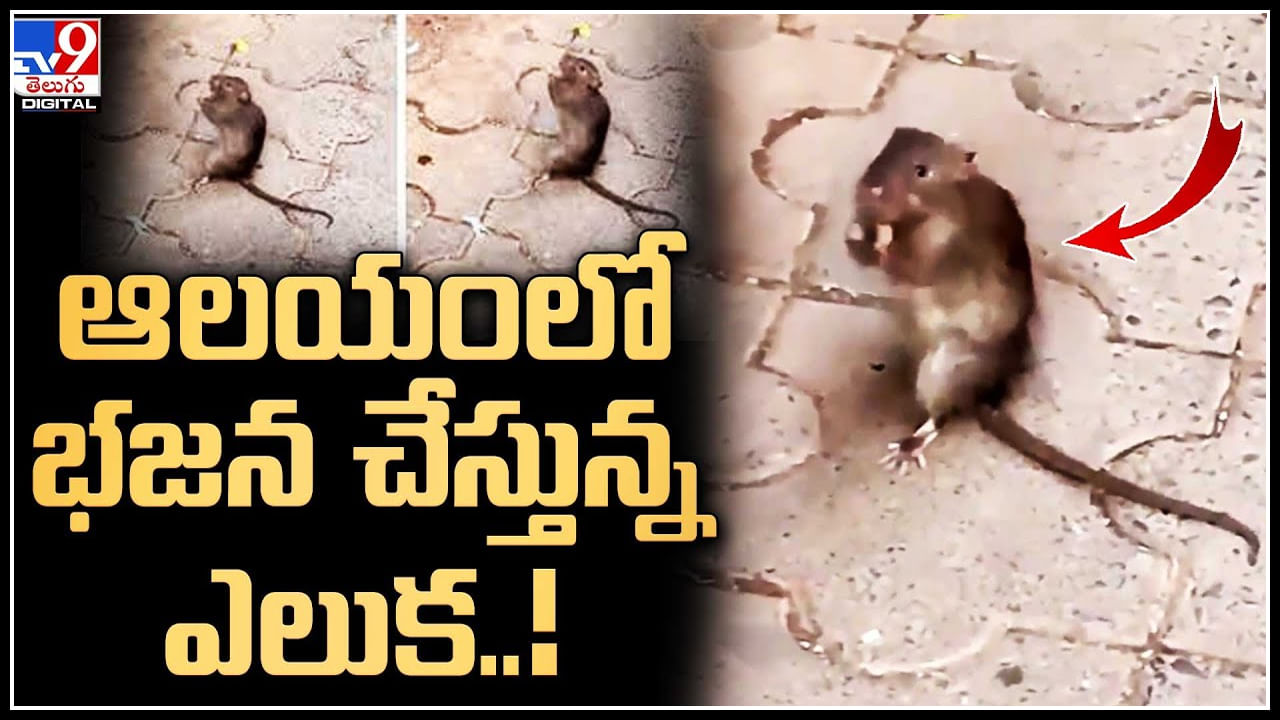 Rat Viral Video: హారతి సమయంలో.. ఆలయంలో భజన చేస్తున్న ఎలుక.. వీడియో వైరల్.