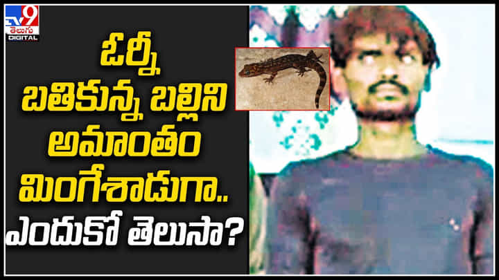 Viral: ఓర్నీ బతికున్న బల్లిని అమాంతం మింగేశాడుగా.. ఎందుకో తెలుసా..? వీడియో వైరల్.. Viral: ఓర్నీ బతికున్న బల్లిని అమాంతం మింగేశాడుగా.. ఎందుకో తెలుసా..? వీడియో వైరల్..
