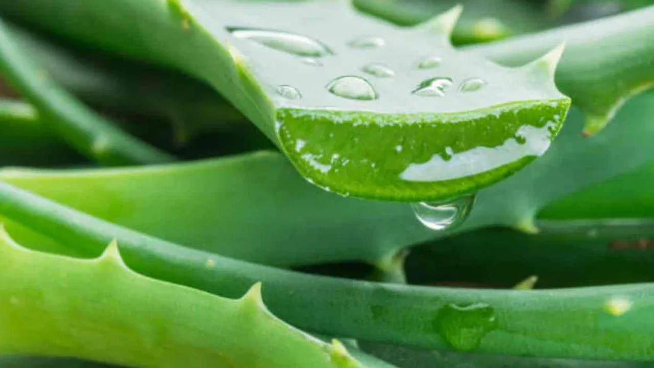 గ్యాస్, మలబద్ధకం: ఈ రెండు సమస్యలు ఉన్నవారు కలబందను తినకూడదు. దీన్ని తీసుకోవడం వల్ల సమస్య మరింత పెరుగుతుంది. గర్భిణీ స్త్రీలు కూడా కలబంద తినొద్దు. తింటే గర్భస్రావం అయ్యే అవకాశం ఉందని చెబుతున్నారు నిపుణులు.