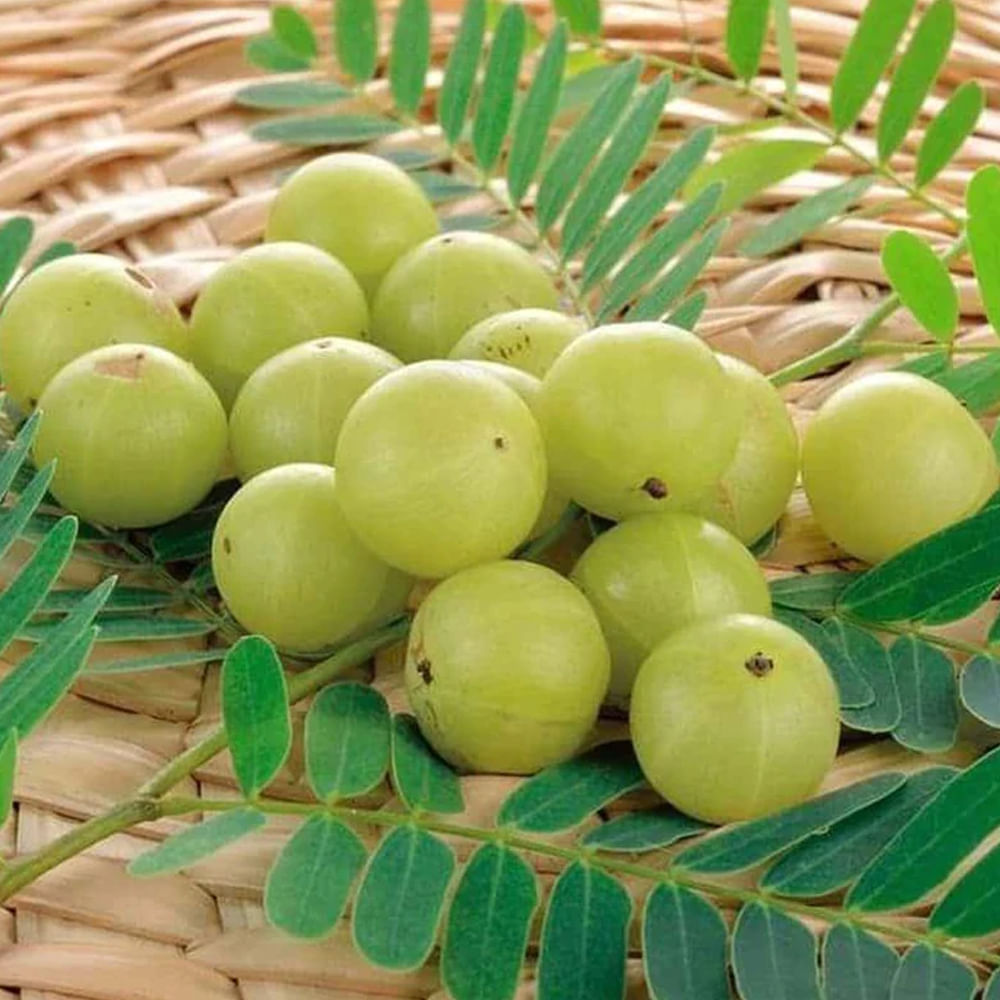 అమలకి: అమలకిని వాడుకలో ఆమ్లా అంటారు. దీనిలో యాంటీఆక్సిడెంట్, అనాల్జేసిక్, గ్యాస్ట్రోప్రొటెక్టివ్ లక్షణాలు ఉంటాయి. ఆయుర్వేద ప్రకారం కాలేయం, గుండె జబ్బులు, గ్యాస్ట్రిక్ అల్సర్, మధుమేహం వంటి సమస్యలతో బాధపడే వారికి ఆమ్లా ఎంతగానో ఉపయోగపడుతుంది. ఆమ్లా రోగనిరోధక శక్తిని పెంచడంలో కీలక పాత్ర పోషిస్తుంది. ఆమ్లా రక్తంలోని కొలెస్ట్రాల్ స్థాయిని తగ్గించి గుండెను ఆరోగ్యంగా ఉంచడంలో సహాయపడుతుంది.