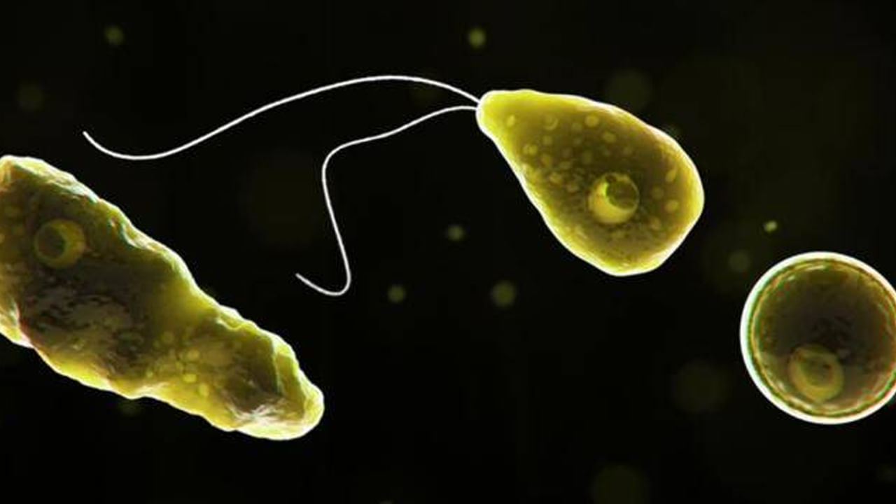 Naegleria fowleri: నైగ్లేరియా ఫ్లవరీ.. మెదడు తినే ప్రాణాంతక బ్యాక్టీరియాతో కేరళ టీనేజర్ మృతి