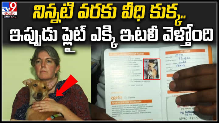Viral Video: ప్రతి కుక్కకీ ఓ రోజు వస్తది అంటే ఇదేనేమో.. నిన్నటి వరకు వీధి కుక్క ఇప్పుడు ఫ్లైట్ లో.. Viral Video: ప్రతి కుక్కకీ ఓ రోజు వస్తది అంటే ఇదేనేమో.. నిన్నటి వరకు వీధి కుక్క ఇప్పుడు ఫ్లైట్ లో..