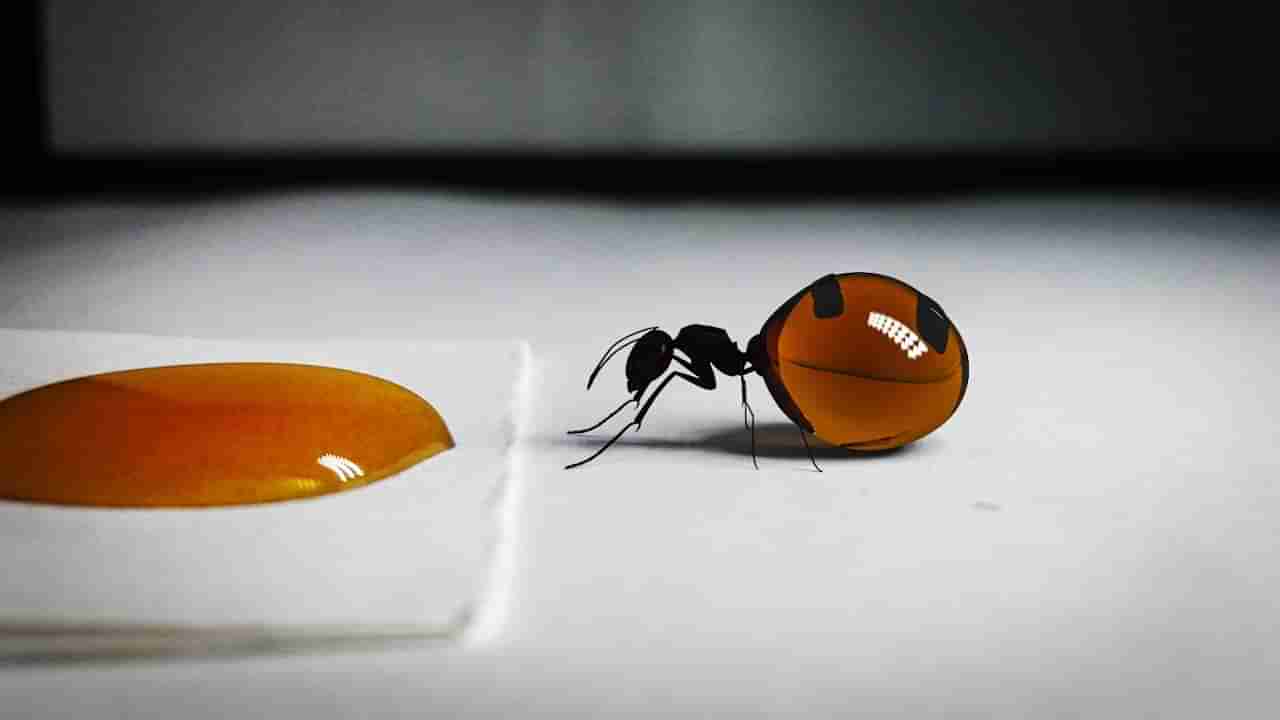 Ant Honey Benefits: చీమల తేనె.. దీంతో అన్ని ఇన్ ఫెక్షన్లకు చెక్