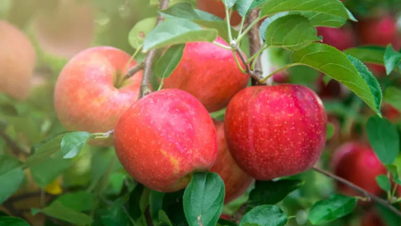 మలబద్ధకం సమస్యలో యాపిల్ చాలా బాగా పనిచేస్తుంది. అయితే యాపిల్‌ను ఎప్పుడూ తొక్కతో తినండి. యాపిల్ పీల్స్ లో కరగని ఫైబర్ ఉంటుంది. ఇది ప్రేగు కదలికలను పెంచడంలో సహాయపడుతుంది. యాపిల్స్‌లో పెక్టిన్‌ ఉంటుంది, ఇది మలబద్ధకానికి మంచి మందు