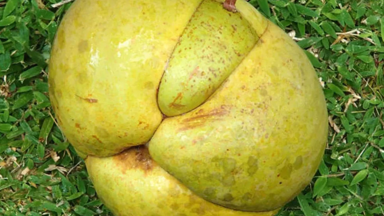 ఇప్పటికీ గ్రామాల్లో మనకు అంతగా తెలియని చాలా రకాల కూరగాయలు, పండ్లు ఉన్నాయి. కనుగొనబడినప్పటికీ, చాలామంది వాటిని తినేందకు భయపడుతుంటారు. అలాంటిదు ఎలిఫెంట్ యాపిల్ కూడా ఒకటి.