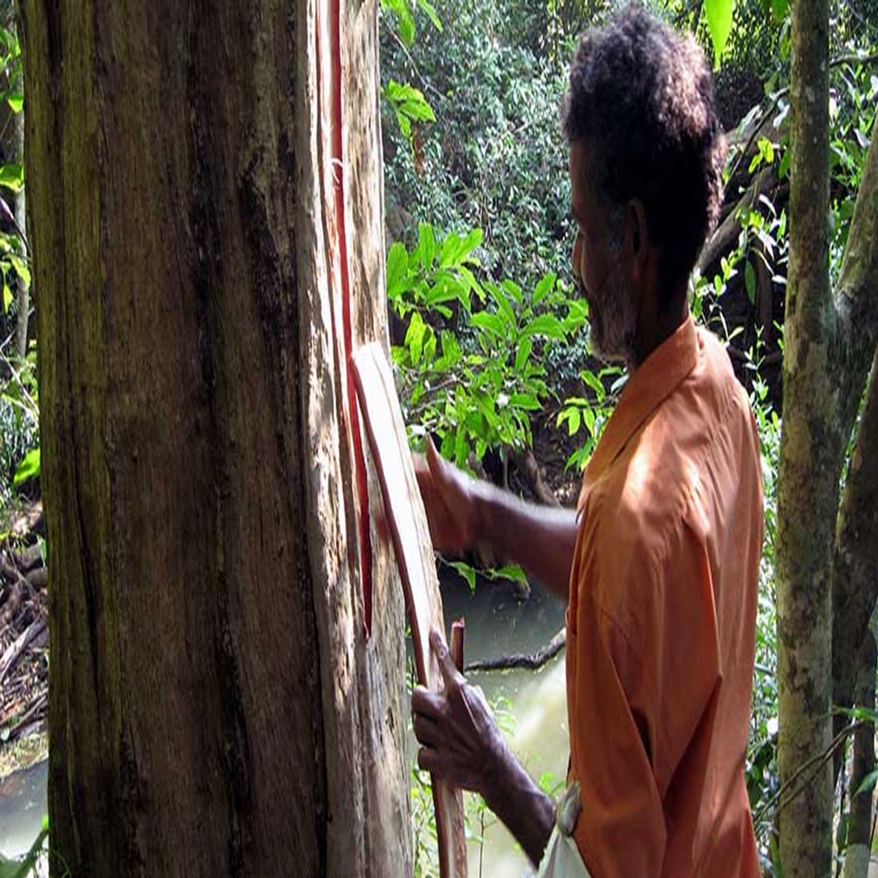 అర్జున చెట్టు: గుండె ఆరోగ్యాన్ని కాపాడడంలో కీలమైన వాటిలో అర్జున చట్టు ఒకటి. అర్జున బెరడు పొడి హార్ట్ టానిక్‌గా పనిచేస్తుంది. గుండె కండరాలను బలపరిచి రక్తపోటు స్థాయిని తగ్గించడంలో సహాయపడుతుంది.