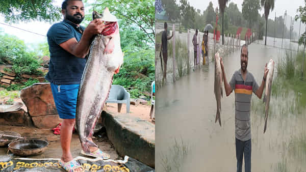 మత్య్సకారుడికి కలిసొచ్చిన వర్షాలు.. వలలో చిక్కిన భారీ చేప.. మనోడికి పండగే