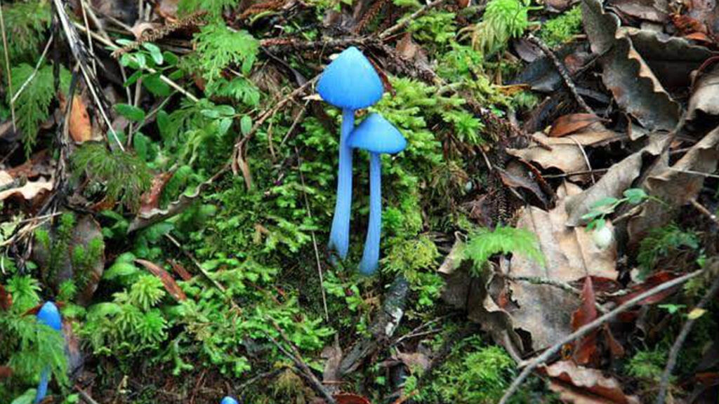 Blue Mushroom 1