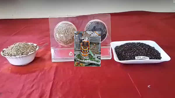 Andhra Pradesh: అందుబాటులోకి వచ్చిన కొత్త వరి వంగడం.. ఎకరానికి ఆరు టన్నుల దిగుబడి