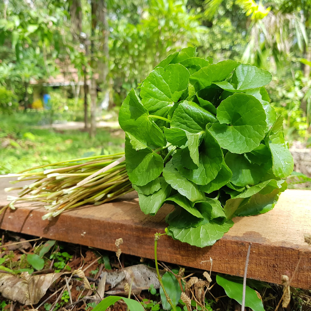 వీటి తరహాలోనే బ్రాహ్మీ, తులసి, అశ్వగంధ వంటి ఇతర మూలికలు కూడా గుండె ఆరోగ్యాన్ని కాపాడటానికి సహాయపడతాయని ఆయుర్వేద నిపుణులు చెబుతున్నారు.