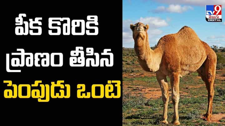 మహిళ పీక కొరికి ప్రాణం తీసిన పెంపుడు ఒంటె !! మహిళ పీక కొరికి ప్రాణం తీసిన పెంపుడు ఒంటె !!