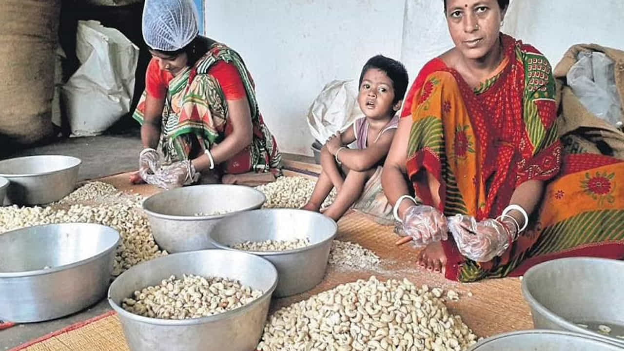 జార్ఖండ్లోని పాకూర్, దుమ్కా, సెరైకెల్, డియోఘర్లలో కూడా జీడిపప్పు బంపర్ ఉత్పత్తి ఉంటుంది. ఇది చాలా వెనుకబడిన ప్రాంతం. ఎక్కడ పండు వచ్చిన వెంటనే రైతులు వాటిని పొలాల్లోంచి తీసి రోడ్డుపక్కన కుప్పలుగా పోసి విక్రయిస్తుంటారు.
