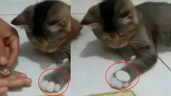 Viral Video: ఈ పిల్లి మహా ముదురు గురూ.. కాయిన్తో మాయాజాలం చేసేస్తోంది.. చూస్తే బాబోయ్ అంటారు..!
