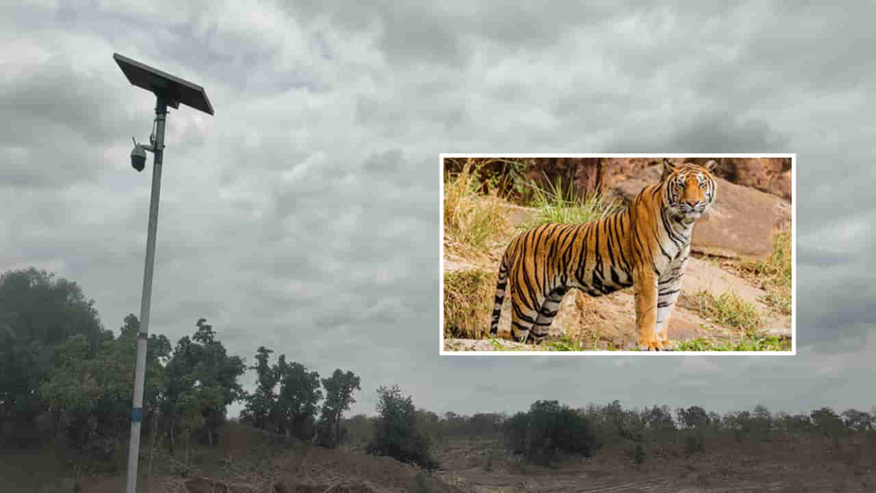 Tigers: టైగర్స్ కోసం మూడో కన్ను.. పెనుగంగా తీరం వద్ద అటవిశాఖ ప్రత్యేక నిఘా