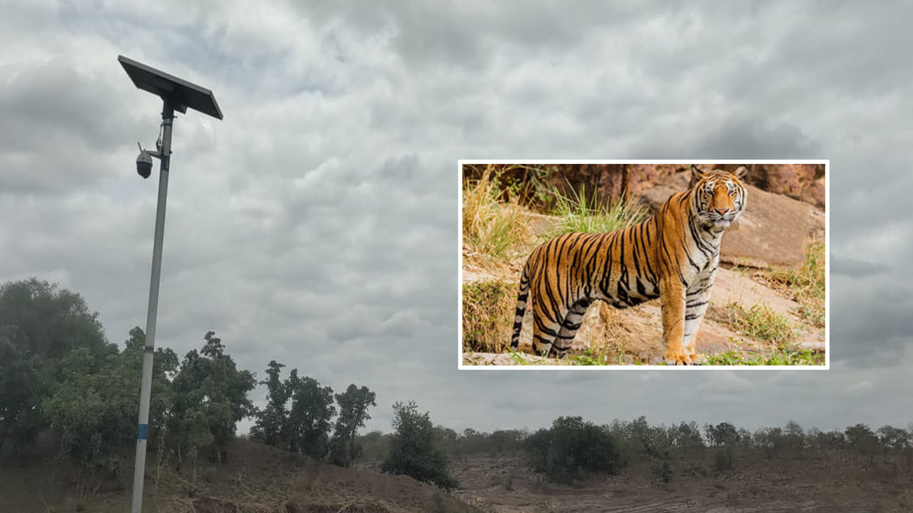 Tigers: టైగర్స్ కోసం మూడో కన్ను.. పెనుగంగా తీరం వద్ద అటవిశాఖ ప్రత్యేక నిఘా