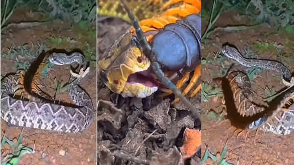 Watch Video: చిర్రెత్తిస్తే గిట్లనే ఉంటది.. పాము బొక్కలిరిసిన జెర్రి! వీడియో వైరల్