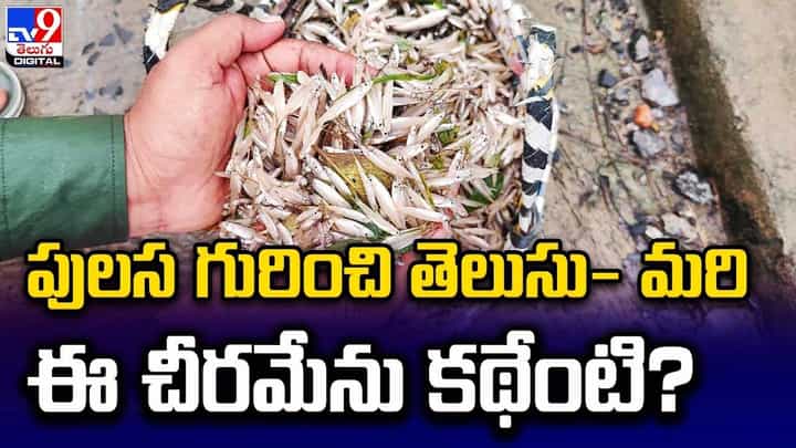 Cheeramenu Fish: పులస గురించి తెలుసు-మరి ఈ చీరమేను కథేంటి ?? Cheeramenu Fish: పులస గురించి తెలుసు-మరి ఈ చీరమేను కథేంటి ??
