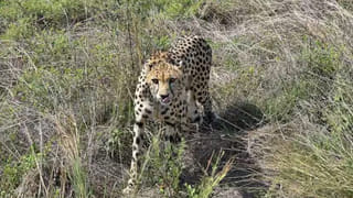 దేశంలో మొదటిసారిగా విమానాల కోసం వంతెన.. ఎక్కడ కట్టారో తెలుసా ?