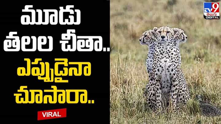 వావ్.. ఏం టైమింగ్ గురూ.. మూడు తలల చీతా .. ఎప్పుడైనా చూసారా ?? వావ్.. ఏం టైమింగ్ గురూ.. మూడు తలల చీతా .. ఎప్పుడైనా చూసారా ??