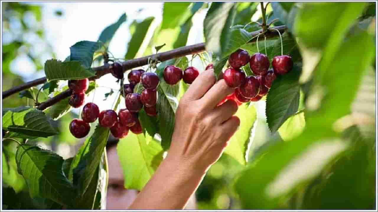 Cherries: చెర్రీస్ హృదయ స్పందనను నియంత్రించగలదా? నిపుణులు ఏమంటున్నారు?