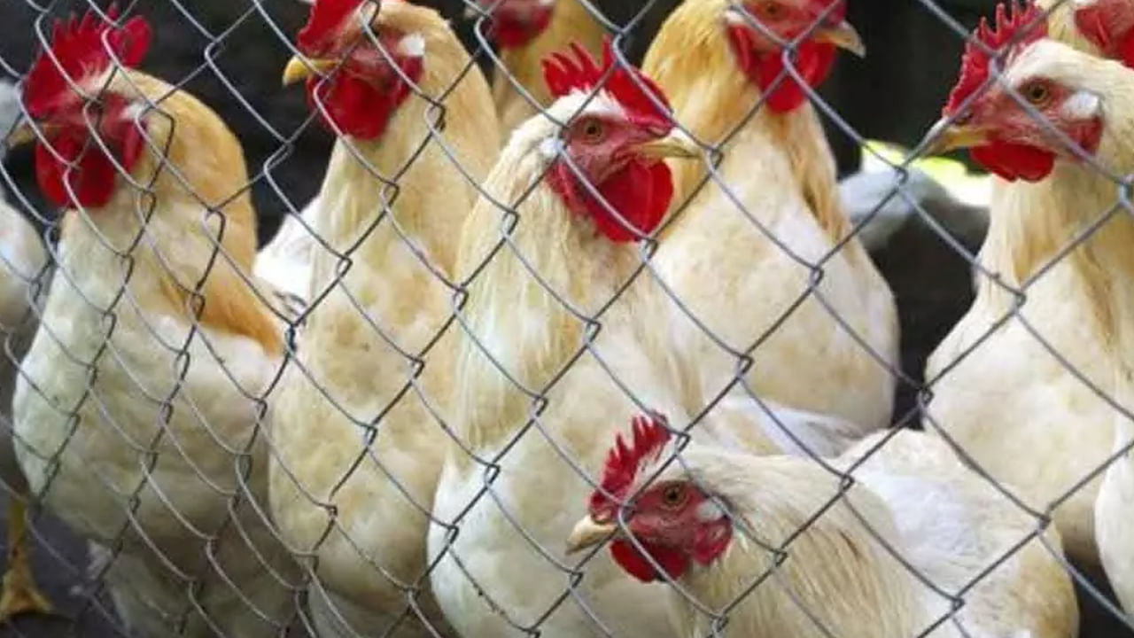 మే 2023లో చికెన్ ధరలు ఆల్ టైమ్ హై మార్క్కి చేరుకున్నాయి. కిలో ధర రూ.350పైగా పలికింది. దాదాపు రెండు నెలల పాటు ధరలు స్తబ్దుగా కొనసాగాయి. పెరిగిన ఉష్ణోగ్రతల కారణంగా అధికంగా కోళ్ల మరణాలు సరఫరాపై ప్రభావం చూపాయి. ఇది ధరల పెరుగుదలకు దారితీసింది.