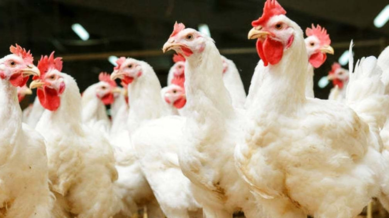 Chicken Prices: తెలుగు రాష్ట్రాల్లో ఇటీవల చికెన్ ధరలు భారీగా పెరిగిన విషయం తెలిసిందే. దీంతో సామాన్య ప్రజలు తినాలంటేనే ఒకటికి రెండు సార్లు ఆలోచించుకునే పరిస్థితి ఏర్పడింది. ఓ వైపు ఎండలు పెరగడం, మరోవైపు కోళ్లకు వేసే దాణ రేట్లు పెరగడంతో చికెన్ ధరలు పెరిగాయి. భారీగా నమోదైన ఉష్ణోగ్రతల కారణంగా ఫారంలోని కోళ్లు పెద్ద సంఖ్యలో చనిపోవడంతో ఉత్పత్తి తగ్గి.. డిమాండ్ పెరగడంతో కిలో చికెన్ రూ.330 నుంచి రూ.350 వరకు చేరింది.